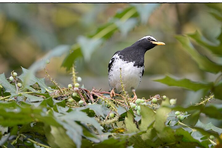 Birdwatching Forest Trek in Kitulgala from Mount Lavinia - Photo 1 of 7
